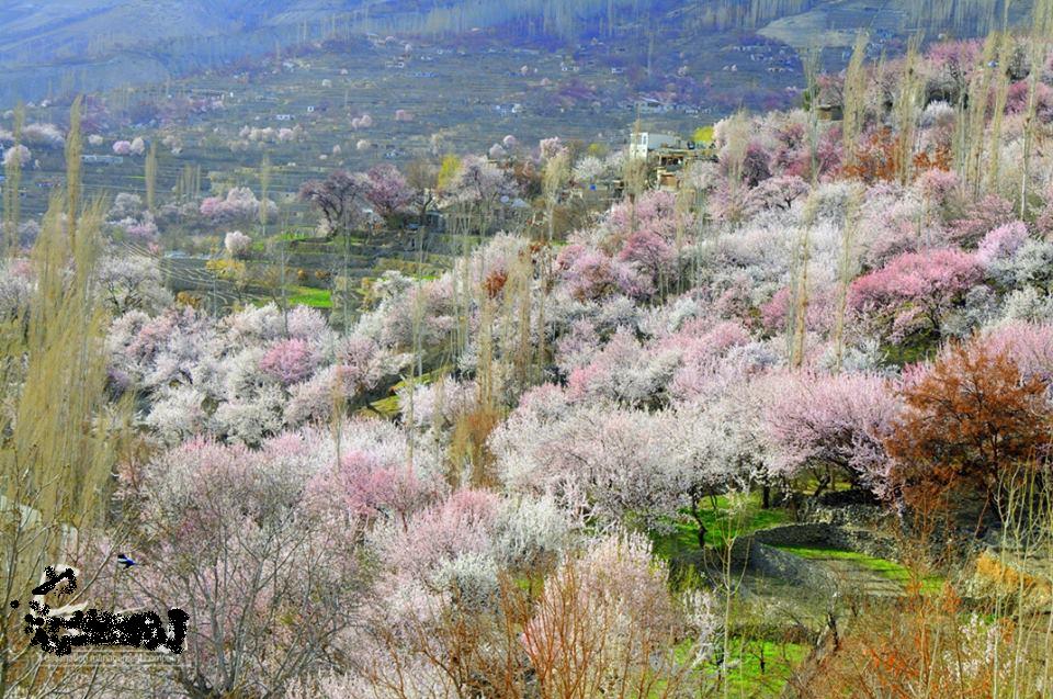 Hunza-Spring-1