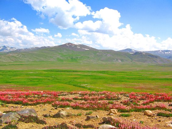 deosai1